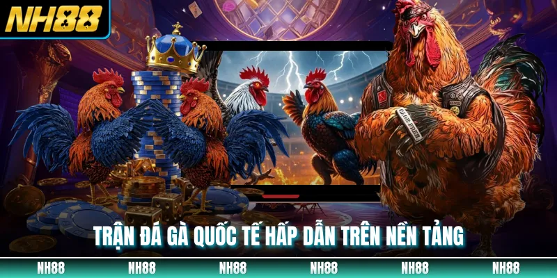 Trận đá gà quốc tế hấp dẫn trên nền tảng